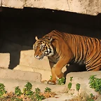 Zoo de Barcelona 19-02-12 697