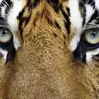 7-datos-realmente-interesantes-y-muy-curiosos-sobre-los-tigres-3