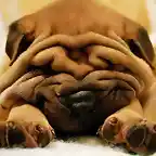 sharpei