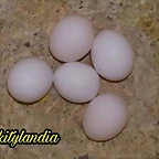 FB_IMG_1535636846405