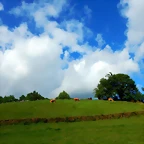 DSCN5217