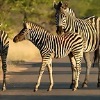 Kruger National Park 28-31 mayo 2009 778