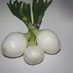 Cebolla fresca
