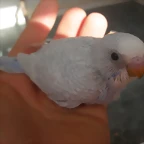 5  pollo  3-12-11