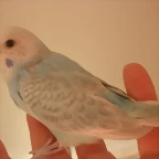 4  pollo  3-12-11