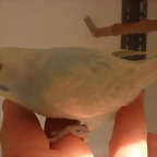 3 pollo  3-12-11
