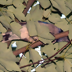 Cyanocitta cristata wild 2 (29-7-19 Boston)