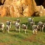 34-Addax herd