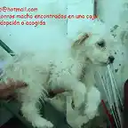 cachorros de 3 meses Sevilla