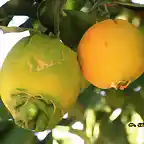 10, naranjas madurando, marca