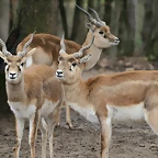 Zoo Lyon + Safari Peaugres febrer 2011 1040