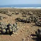 Copiapoa cinerea ssp. haseltoniana fma. gigantea