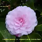 Camellia japonica 'Augusto Leal de Gouveia Pinto'