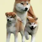 Akita Inu Japons