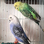 FB_IMG_1503479508726