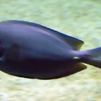 Acanthurus coeruleus