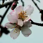 18, flor de almendro 7, marca