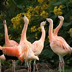 Zoo de Barcelona 23-02-11 466