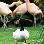 Zoo de Barcelona 23-02-11 473