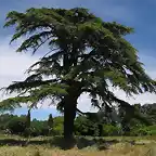 Cedrus_libani_Palacio