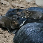 Zoos Wuppertal, Dortmund y Gelsenkirchen 01-10-09 223
