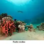 fondo de coral
