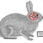 Rabbit%20target