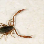 Pseudoescorpin