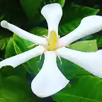 Gardenia