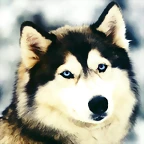 animales04