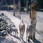 PIC03354
