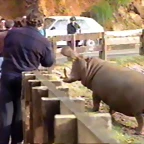 22-Hippopotamus
