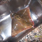 pesca puntapiedra 007 (1)