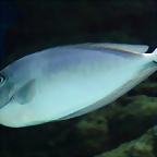 Naso brevirostris 2 (15-10-20 Acuario de Sevilla)