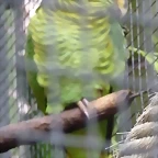 Amazona xanthops