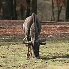 Zoo Lyon + Safari Peaugres febrer 2011 1471