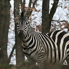 Zoo Lyon + Safari Peaugres febrer 2011 1535