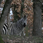 Zoo Lyon + Safari Peaugres febrer 2011 1530