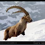 ibex