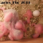 todos 11-2-11