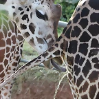 Zoo de Barcelona 12-12-11 245