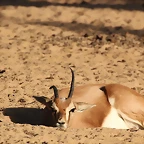 Zoo de Barcelona 14-09-11 664