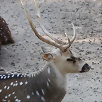Zoo de Barcelona 14-09-11 318