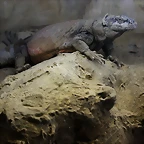 Zoo de Barcelona 14-09-11 154