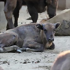 Zoo de Barcelona 14-09-11 545