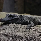 Zoo de Barcelona 14-09-11 210