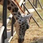 Zoo de Barcelona 14-09-11 313