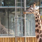 Zoo de Barcelona 14-09-11 320