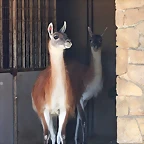 Zoo de Barcelona 14-09-11 407