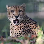 Zoo de Barcelona 14-09-11 581
